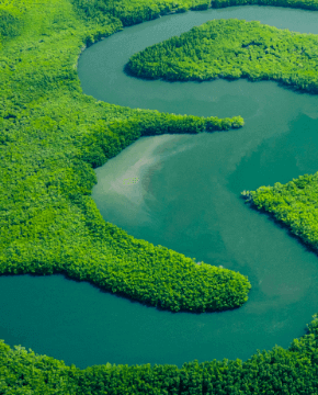 Aerial view of mangrove forest in Gambia